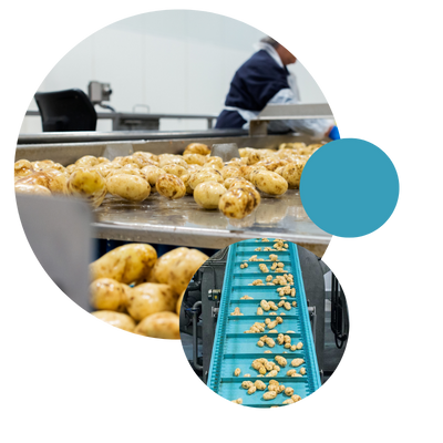 Potatoes in McCain production factory
